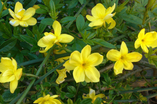 迎春花只有根沒(méi)干怎么辦