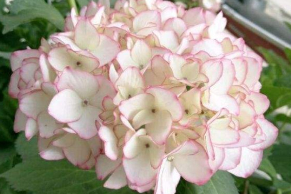 塞布麗娜繡球花的養(yǎng)殖方法和注意事項