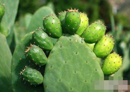 仙人掌的用途與價(jià)值，清熱解毒、消炎解暑、開胃健脾、清咽潤(rùn)肺