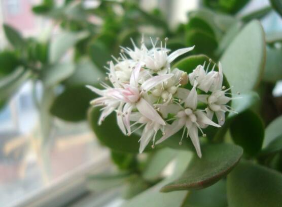 家里養(yǎng)玉樹有什么寓意，家庭和諧、事業(yè)順暢，學業(yè)有成