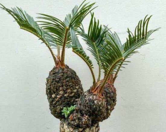 鐵樹(shù)多頭盆景怎么制作，多頭鐵樹(shù)盆景制作方法