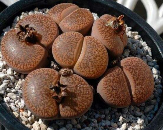 生石花移植方法，做好六點(diǎn)基本步驟成功率百分百