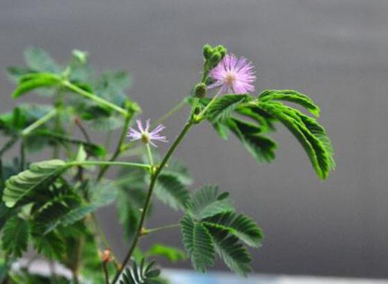 含羞草有毒嗎可以碰嗎，毒性比較輕微/盡量別長時間接觸