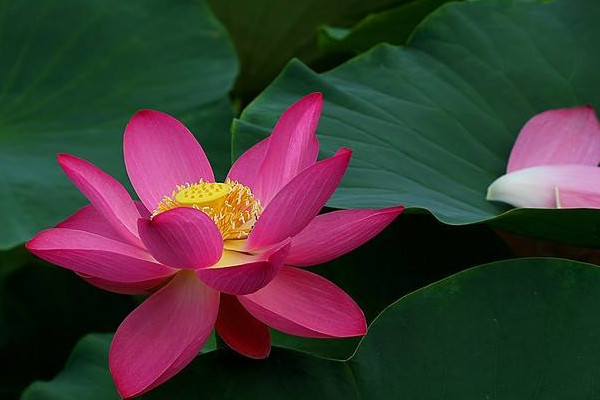 西湖荷花什么時(shí)候開(kāi)花