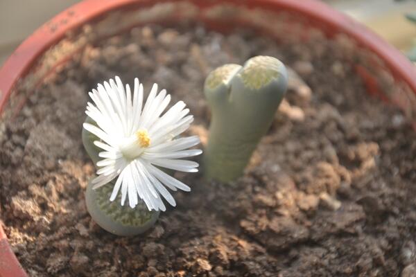 生石花可以活多久，只要養(yǎng)護(hù)得當(dāng)它的壽命可達(dá)百年