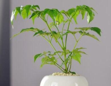 幸福樹的養(yǎng)護(hù)，栽種土壤和水份的施加都要注意