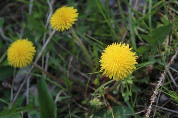 蒲公英的繁殖方式，主要是播種繁殖和移根繁殖