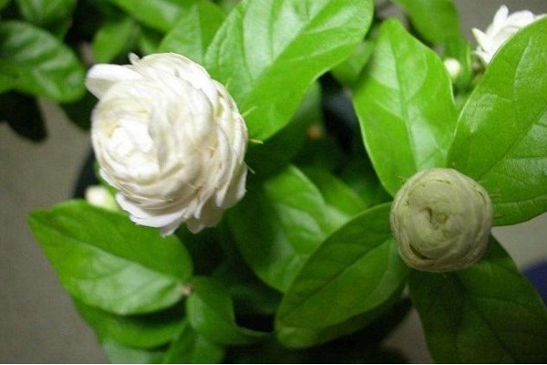 虎頭茉莉有毒嗎，沒有毒性可以方向養(yǎng)護