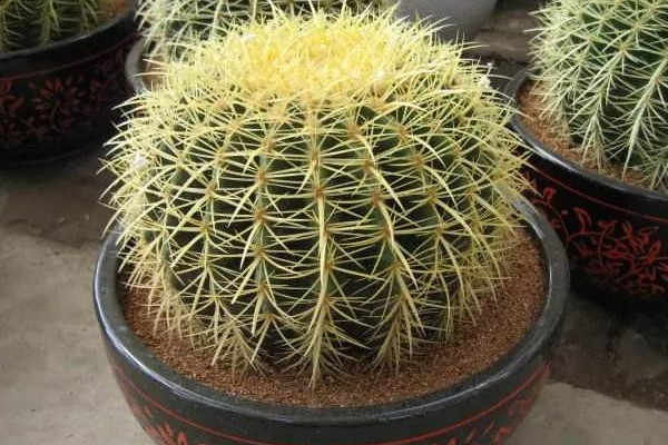 仙人球天涼咋發(fā)根