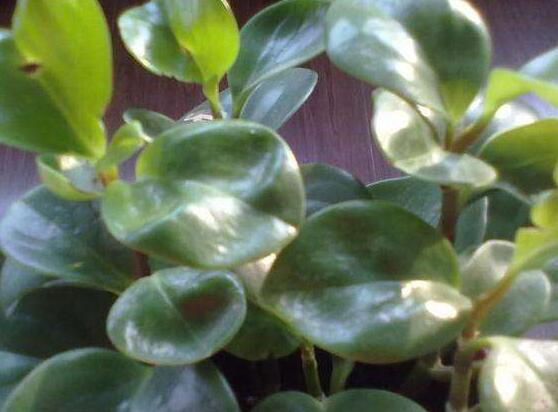 碧玉花怎么修剪，五個基本步驟修剪更加美觀