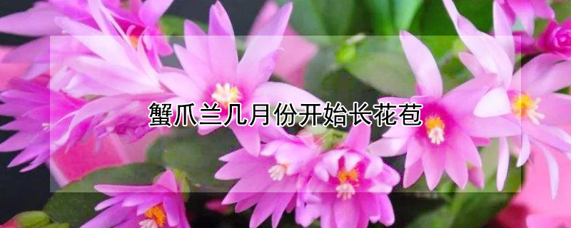 蟹爪蘭幾月份開(kāi)始長(zhǎng)花苞