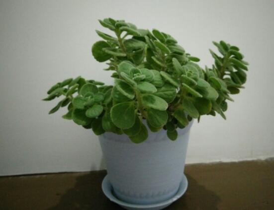 碰碰香怎么養(yǎng)茂盛，只需做好五個(gè)要點(diǎn)盆盆爆滿