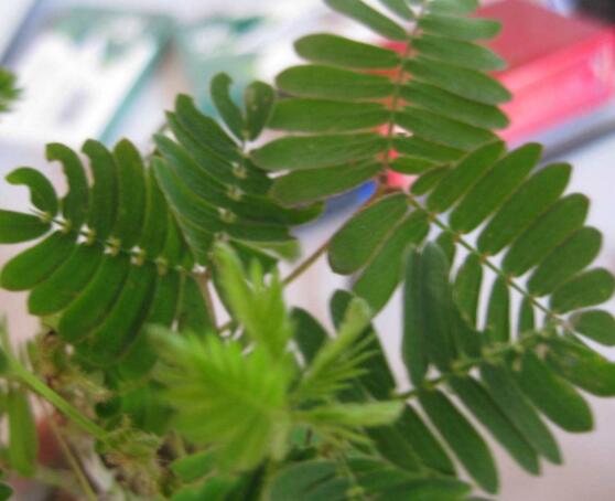 含羞草蔫了怎么辦，教你三種最直觀有效解決方法