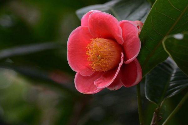 茶花怕太陽(yáng)曬嗎