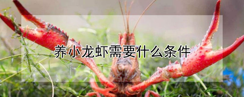 養(yǎng)小龍蝦需要什么條件