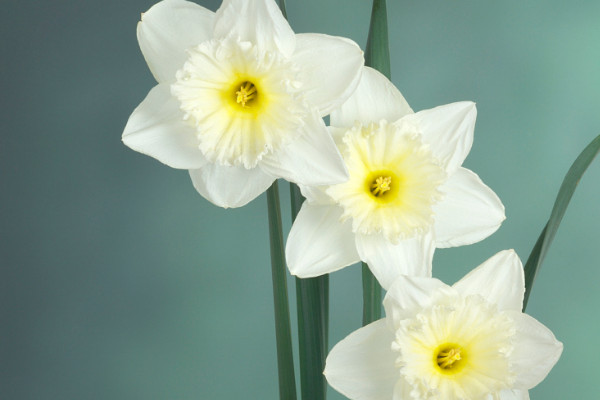 水仙的別稱(chēng)