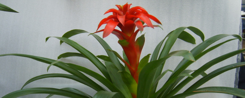 鴻運當(dāng)頭幼苗怎么移栽