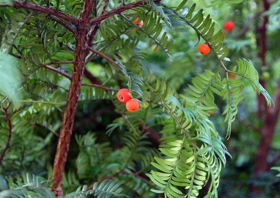 紅豆杉怎么養(yǎng)長(zhǎng)得快，教你六種養(yǎng)殖方法生長(zhǎng)枝繁葉茂