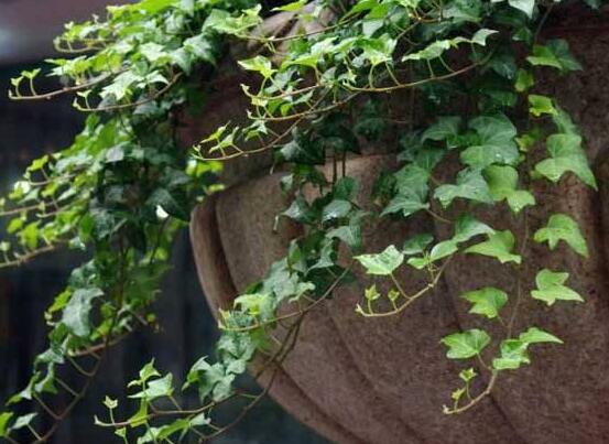 水培常春藤的養(yǎng)殖方法，老農(nóng)總結(jié)的簡(jiǎn)單易學(xué)三部曲