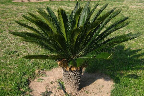 鐵樹的養(yǎng)殖方法，必須要掌握的5個要點