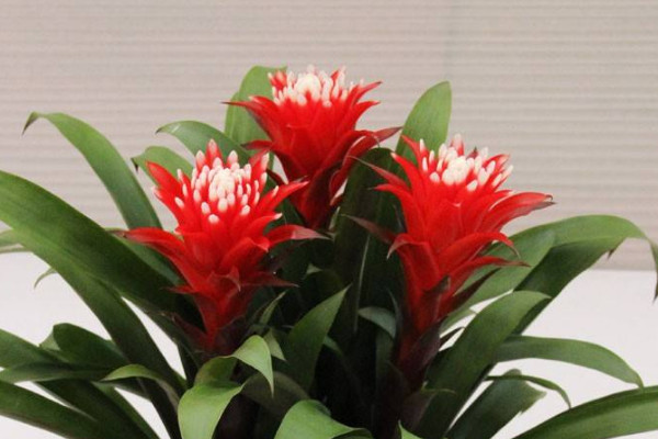 鴻運當頭花變黑發(fā)霉了怎么辦