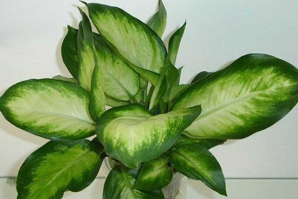 萬(wàn)年青的盆栽方法