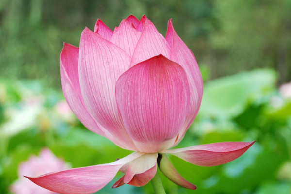 荷花種子能在酒中生長(zhǎng)嗎