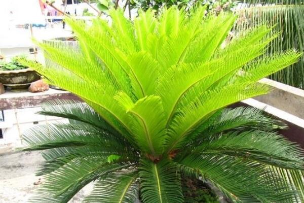 鐵樹(shù)有什么好處，最關(guān)鍵的四大好處