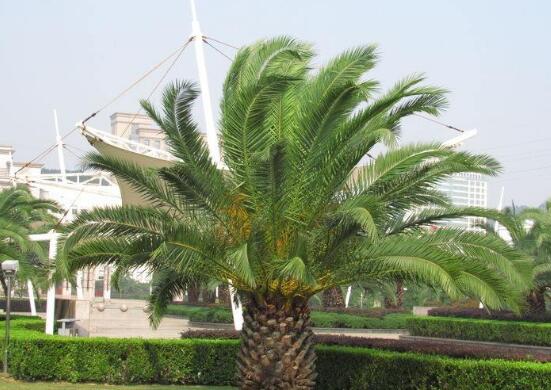 鐵樹什么時(shí)候開花，鐵樹十年開一次花