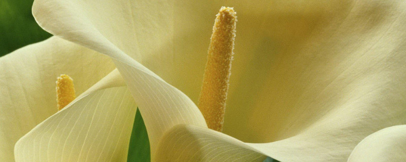 滴水觀音秋季怎么養(yǎng)