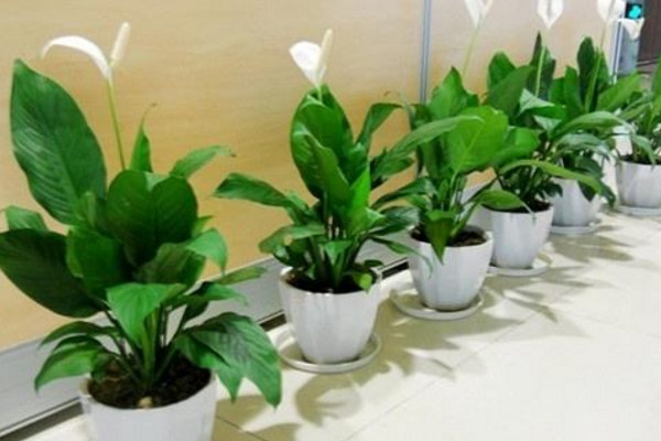 一帆風(fēng)順怎樣扦插，它是不能進(jìn)行扦插的