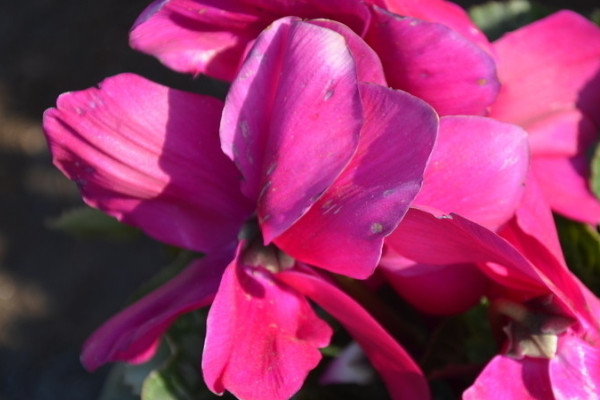 仙客來秋季怎么施肥