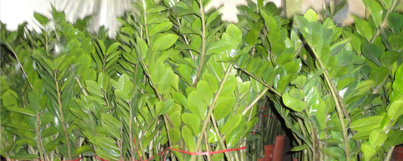 金錢(qián)樹(shù)怎么長(zhǎng)的快