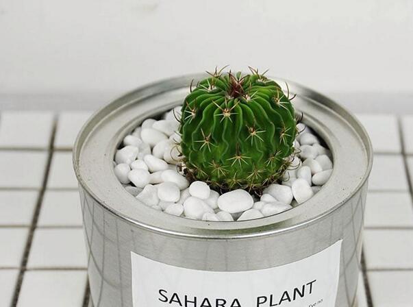 仙人球長斑怎么辦，及時挖掉并且合理養(yǎng)護