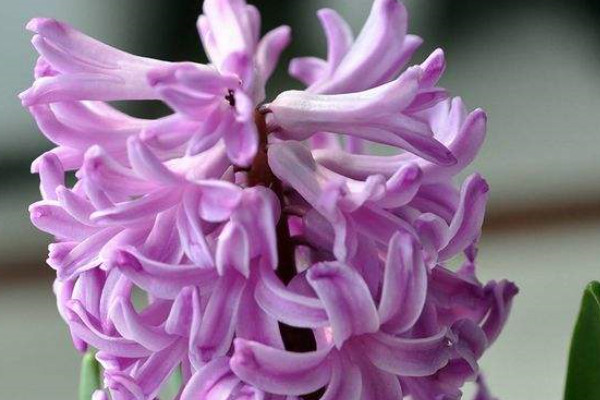 風(fēng)信子水培多久長根