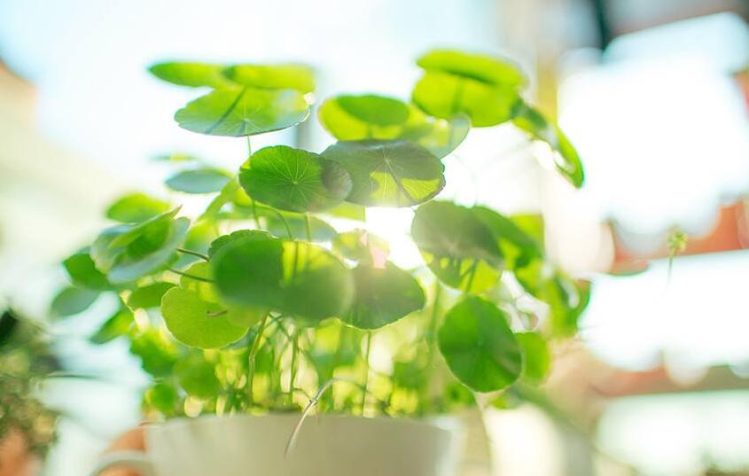 銅錢草放在什么位置好，放在陽(yáng)臺(tái)上最合適