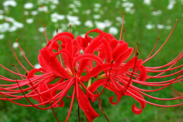 彼岸花盆栽會(huì)開(kāi)花嗎