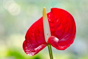 紅掌葉子發(fā)黃怎么補救，改善土質(zhì)補充光照