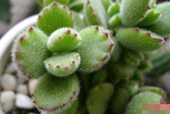 熊童子葉斑病怎么辦，及時(shí)摘除病葉、噴灑藥物治療