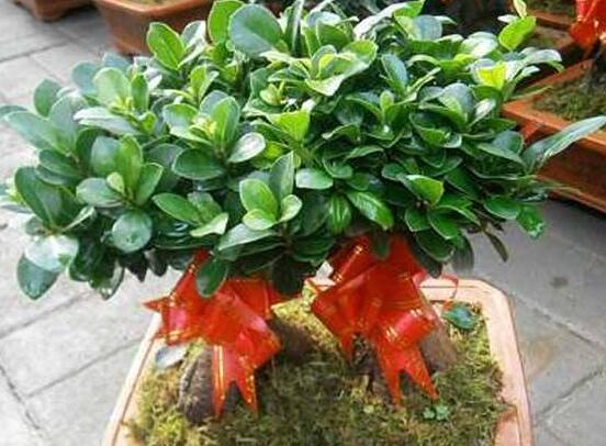 榕樹盆景病蟲害防治方法，盤點最全面四種常見病蟲害