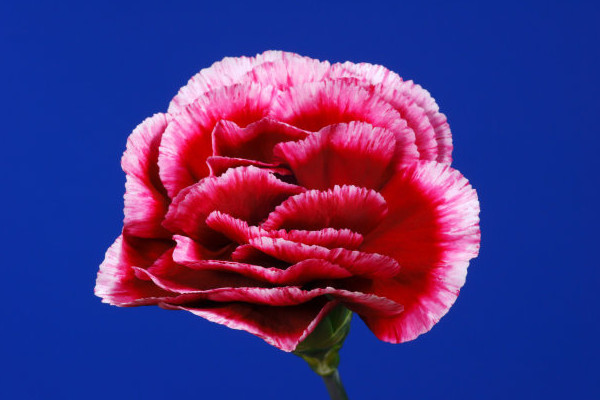 康乃馨如何養(yǎng)護(hù)