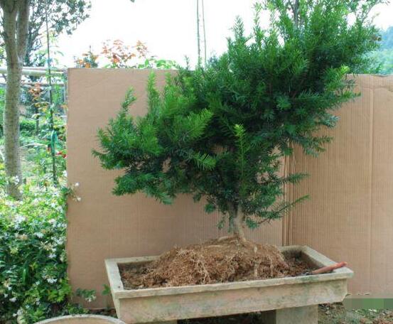 如何養(yǎng)紅豆杉，土壤要豐富營養(yǎng)/肥水相結(jié)合