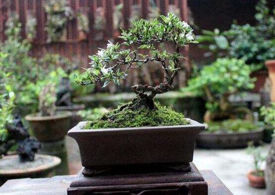 六月雪不發(fā)芽怎么辦，教你三種最直觀解決辦法