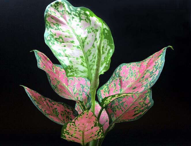 彩葉萬(wàn)年青有毒嗎，汁液和莖部組織液有毒