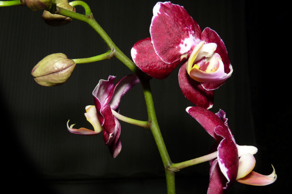 蝴蝶蘭在哪個季節(jié)開放