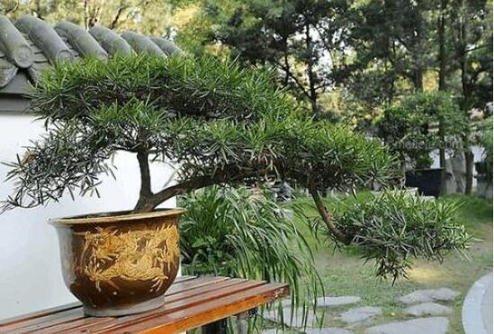羅漢松盆景修剪技巧，教你三種修剪方法(疏剪/短剪/縮剪)