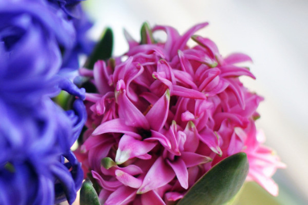 風(fēng)信子和郁金香的區(qū)別