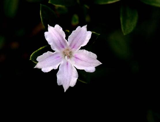 六月雪如何養(yǎng)，老農(nóng)總結(jié)最實用六大基本養(yǎng)殖方法