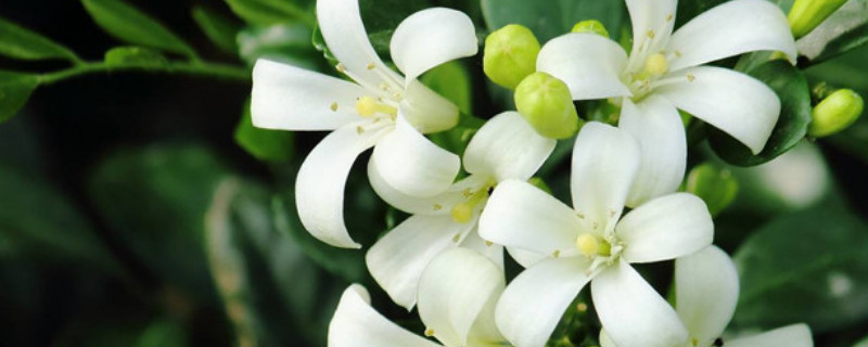 九里香冬季怎么養(yǎng)護