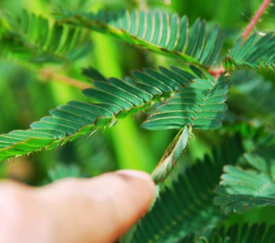 含羞草為什么會閉合，講述最科學(xué)的合理解釋(葉枕水分感應(yīng))